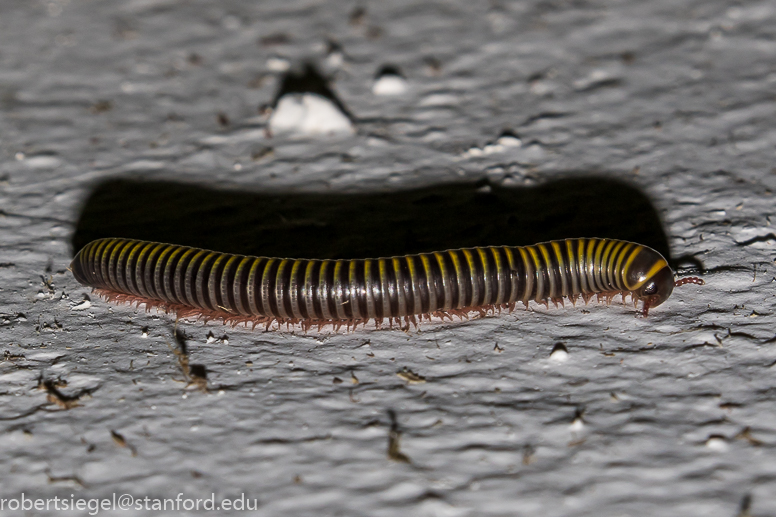 millipede